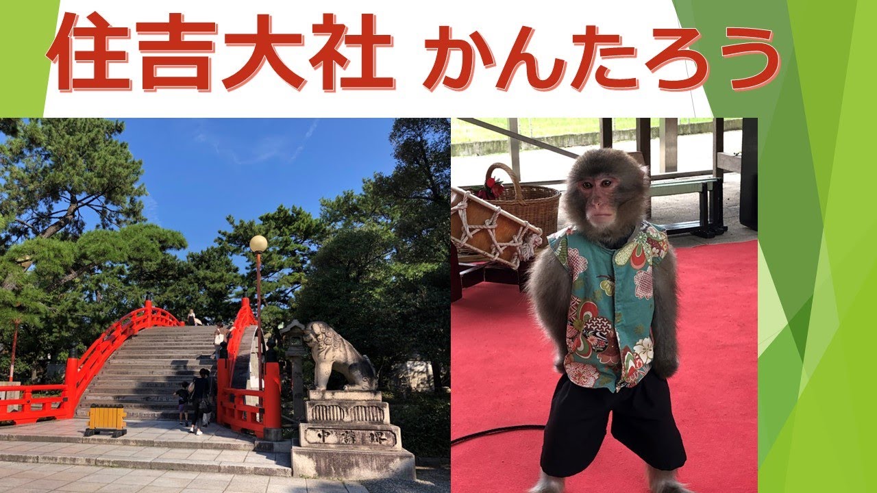 【風景　猿楽】貫太郎が6月14日にお田植祭の終わった住吉大社御神田前の石舞台で、得意芸を披露する。梅雨で参拝者も少なく、盛り上がりに欠けるが、一生懸命頑張っている姿に勇気をもらう。#神戸モンキーズ劇場