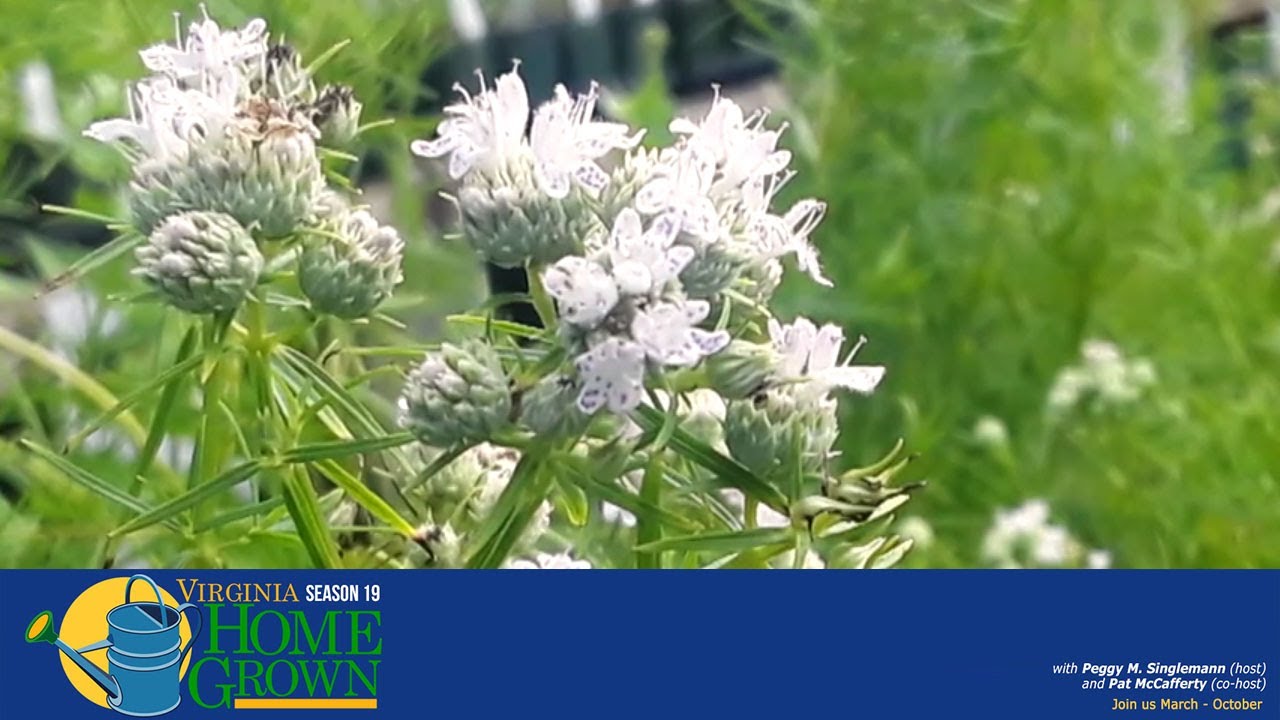 Popular Garden Plants and Native Plants for Pollinators