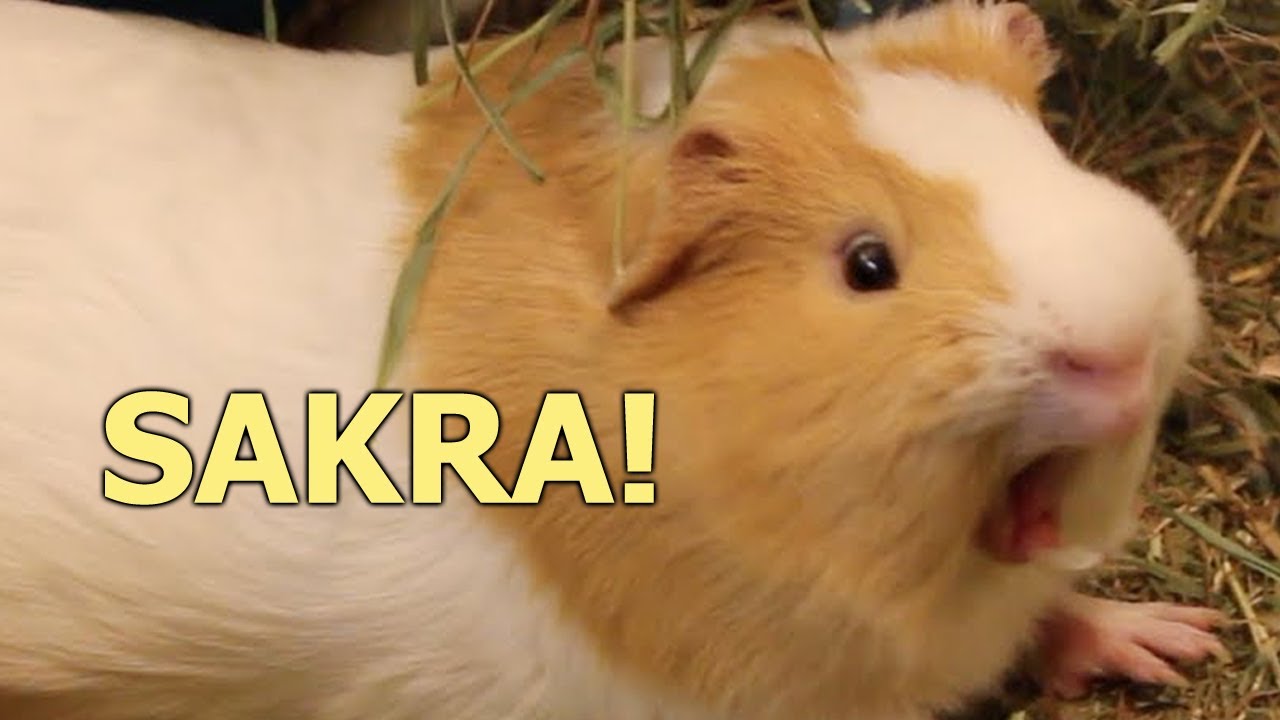 Nejhor&scaron;&iacute; nehody s morčaty kter&eacute; jsem zažila jako mal&aacute; | Storytime s Alue