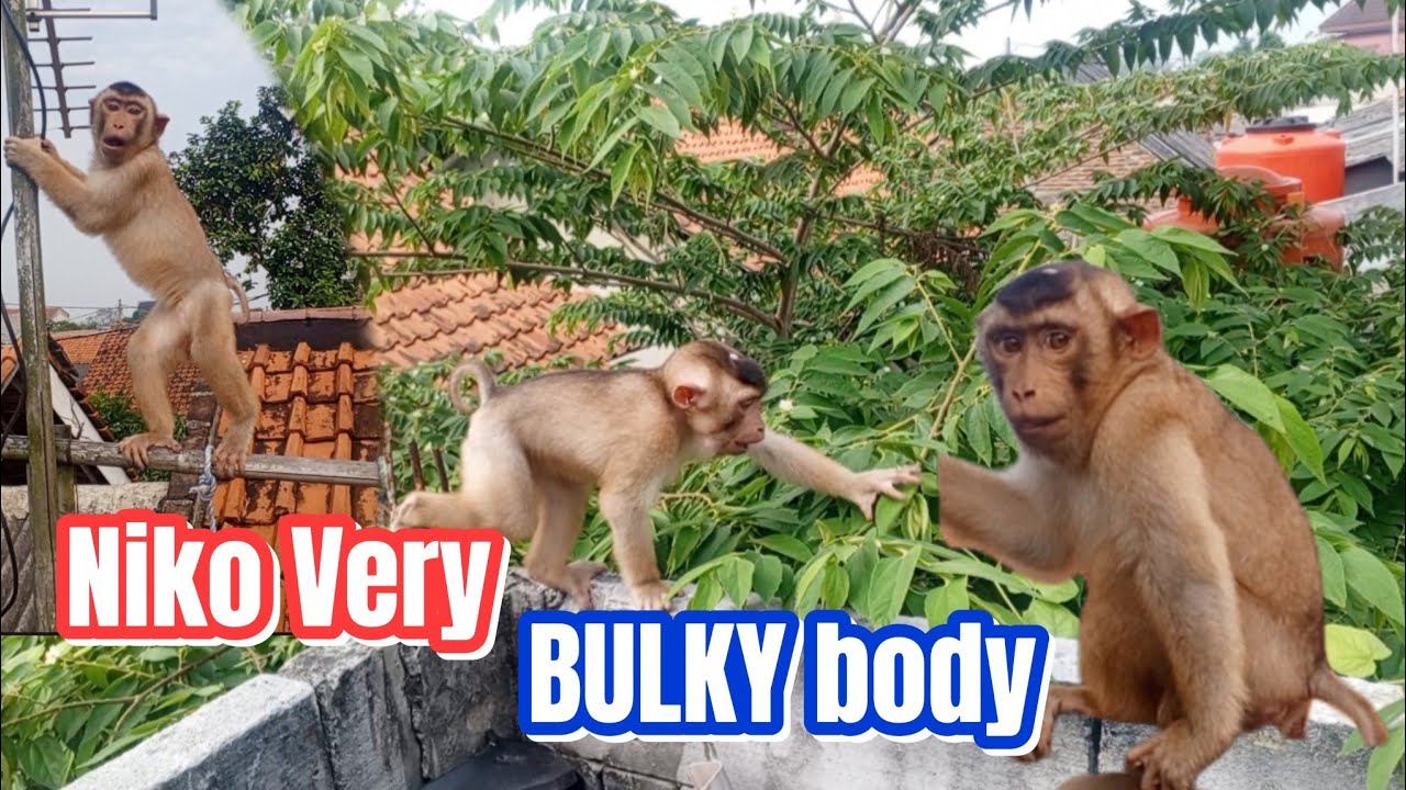 Good Health and Bulky body Niko play in the morning