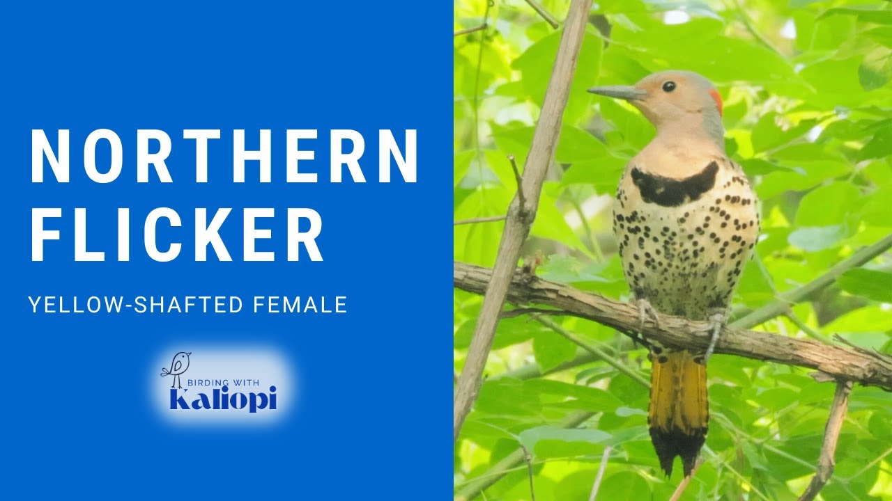 Yellow-shafted Northern Flicker