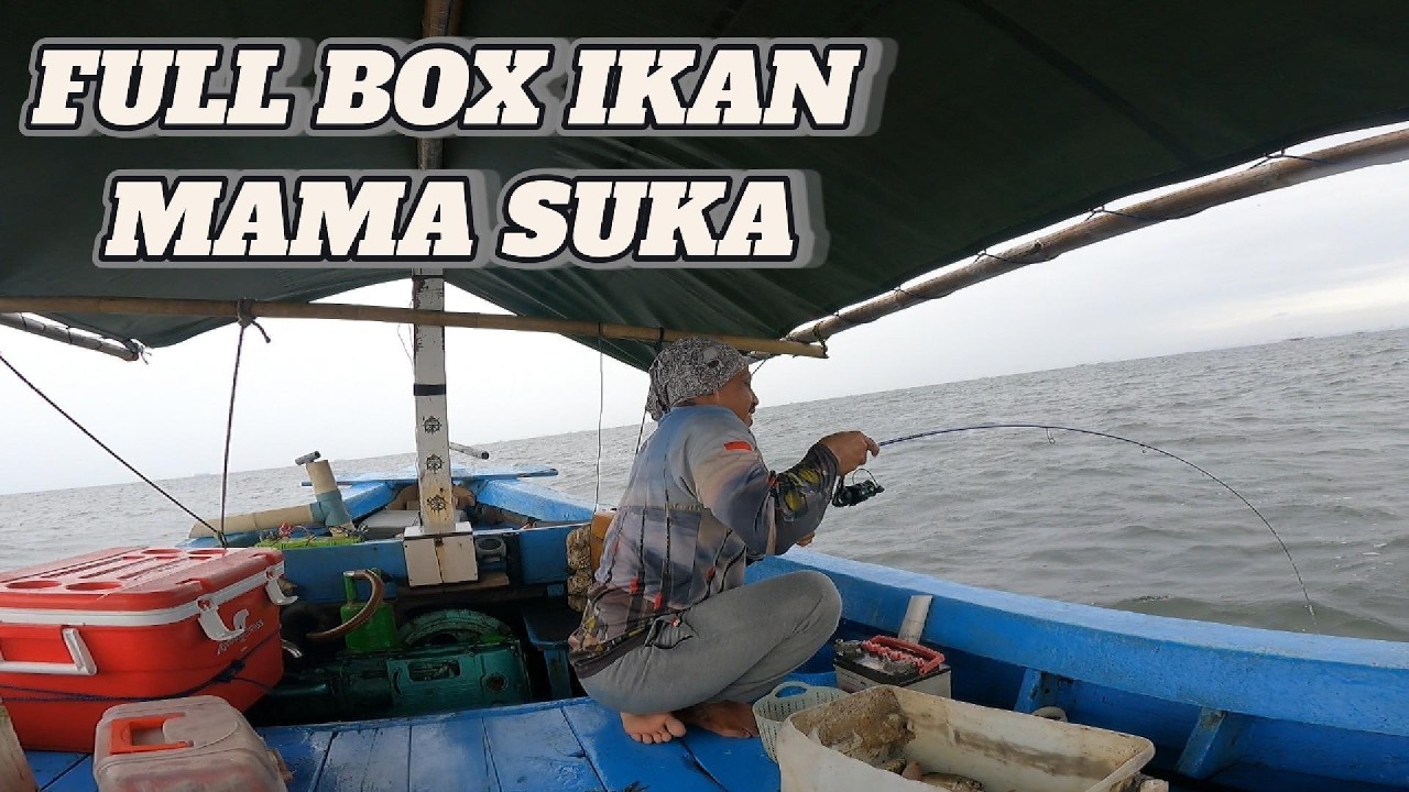 (part 1) IKAN INI LAGI NGUMPUL BOX DIJAMIN PENUH
