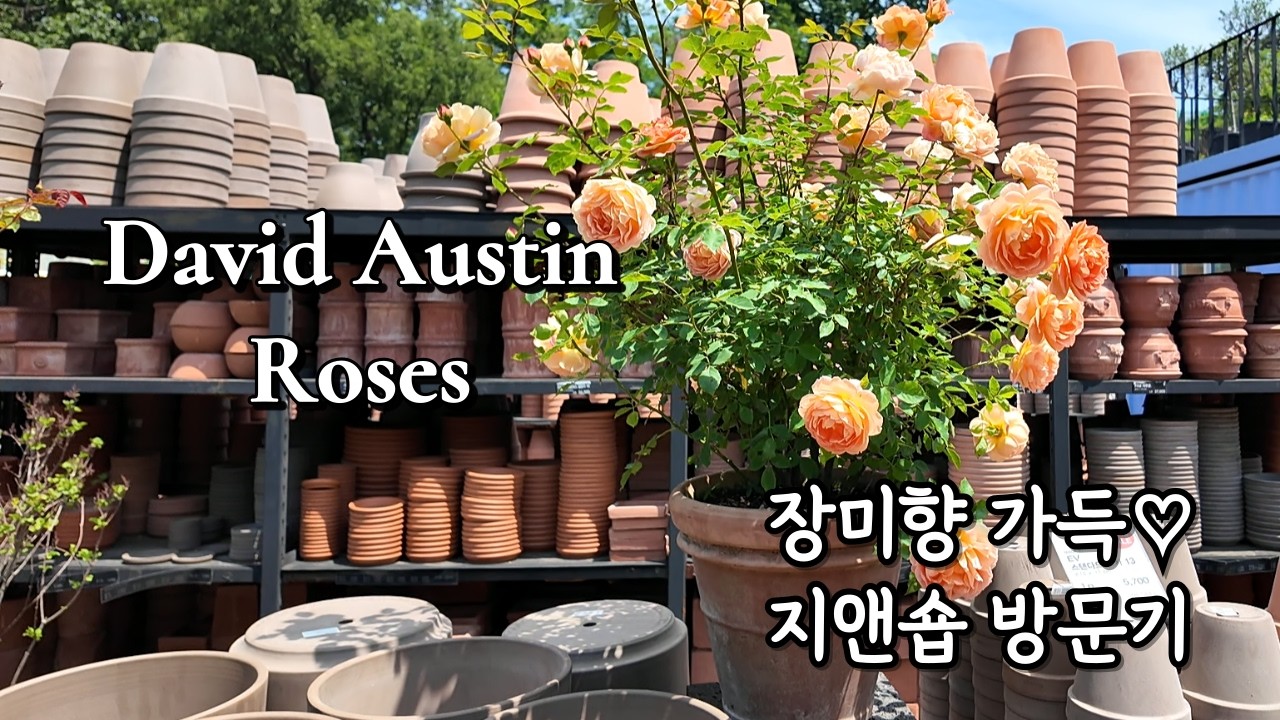 장미의 계절! 지앤숍에서 장미 구경 l Rose Garden ㅣ David Austin roses l Korean plant market