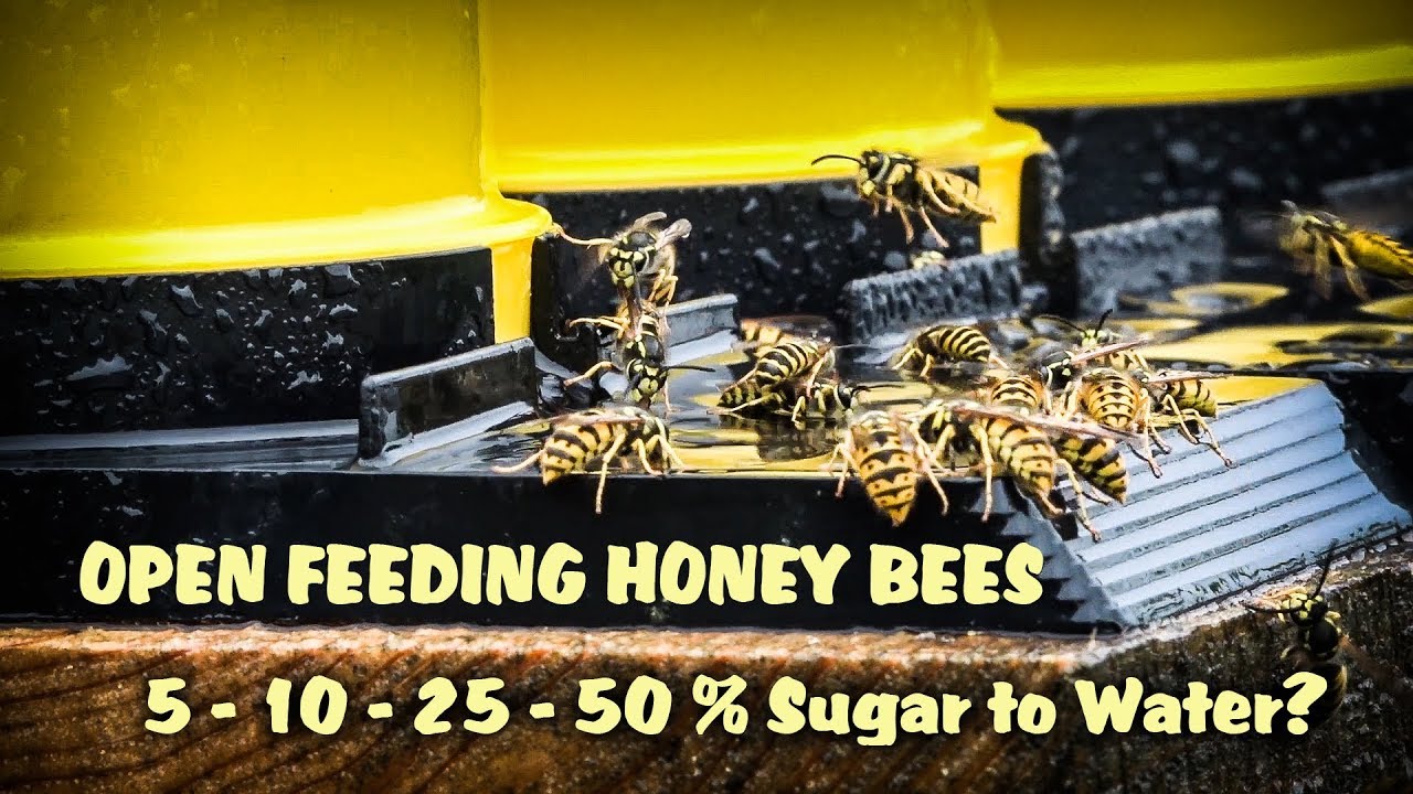 How Much Sugar Do Honey Bees Prefer In Their Water? Sugar Syrup Percentages TESTED Catching Wasps!