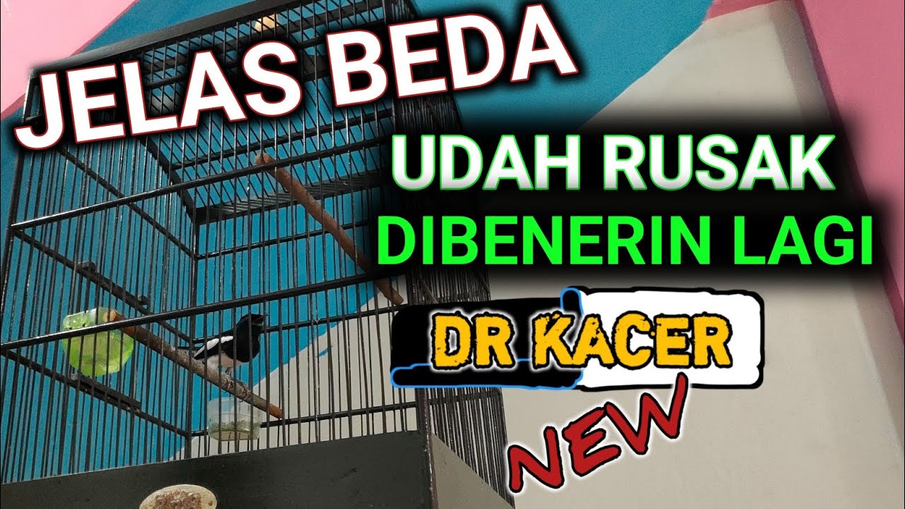 KALIAN WAJIB CEK LIHAT BEDANYA ! KACER RUSAK DAN KACER BENER | DR KACER NEW