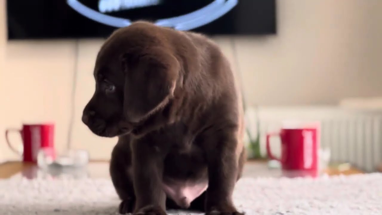 Kahverengi Labrador Retriever Yavru | BURSA LABRADOR ÇİFTLİĞİ