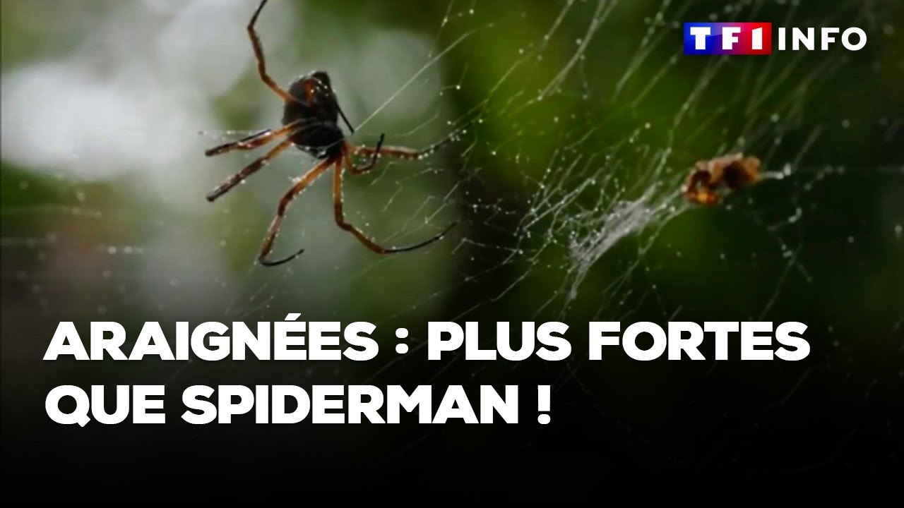 Araignées : plus fortes que Spiderman !