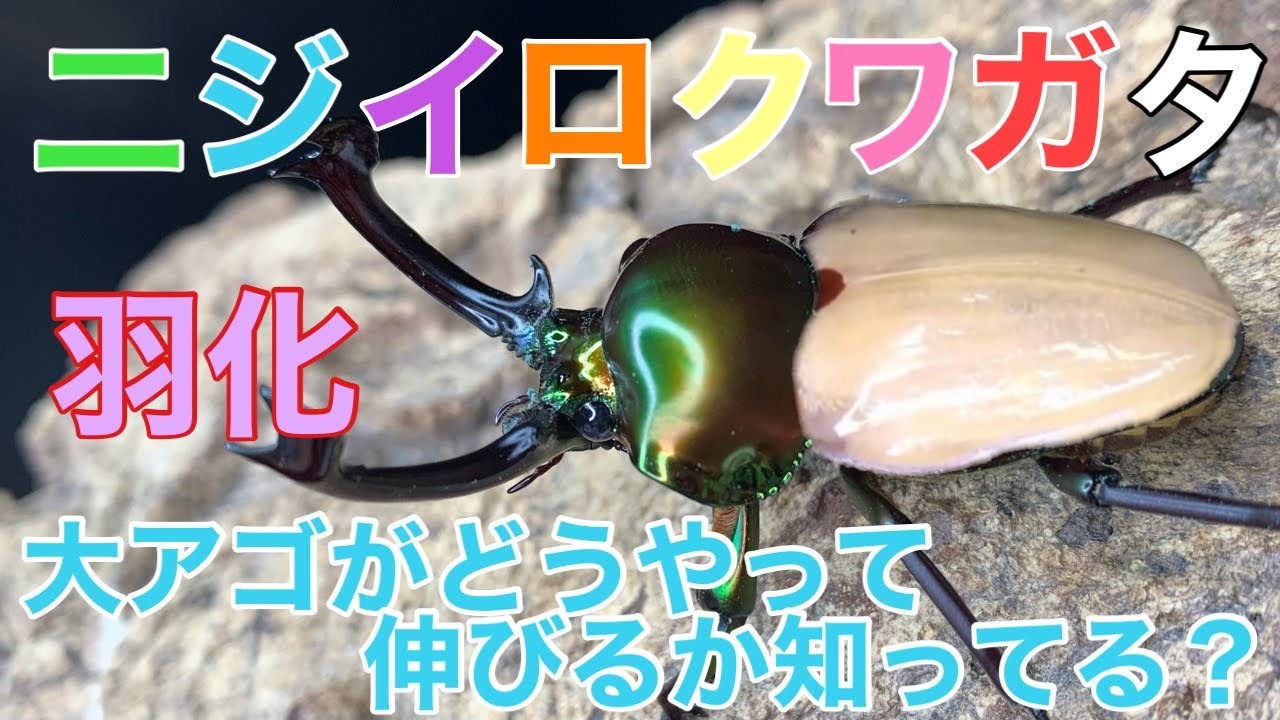 【Rainbow】ニジイロクワガタ　羽化の瞬間　大アゴがどうやって伸びるか知ってる？【Stag beetle】　Moment of eclosion（Phalacrognathus muelleri）