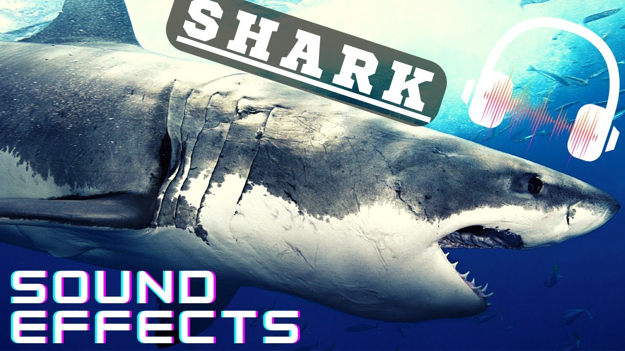 Real Shark Sound effect | Shark sounds |