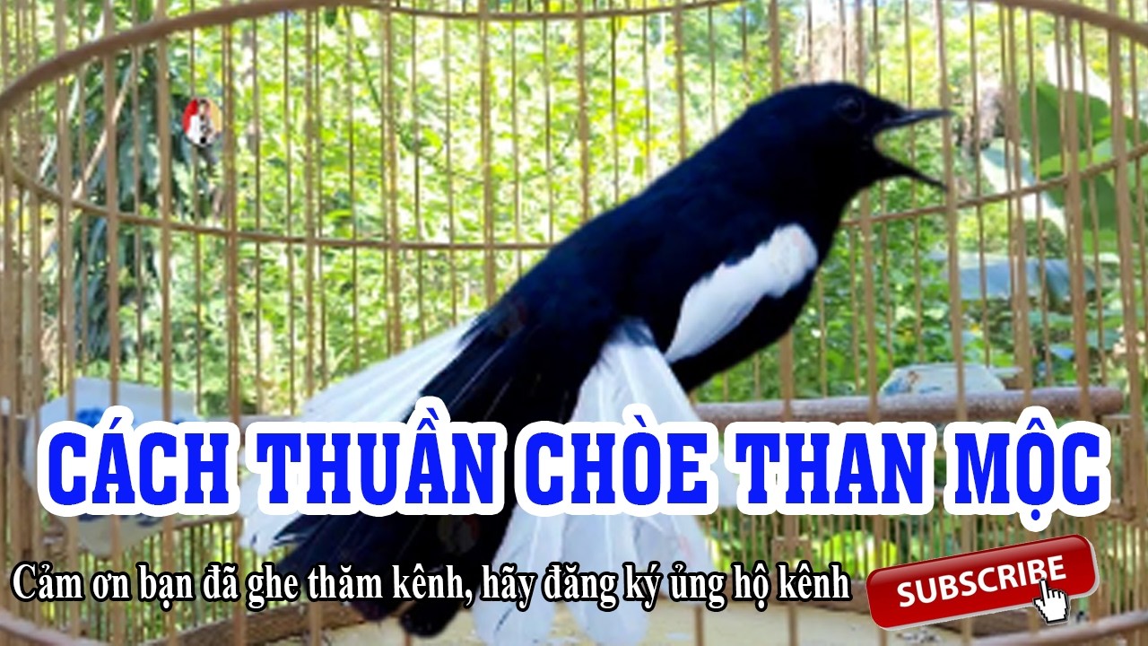 Cách thuần hóa chim chòe than đơn giản - Chỉa kinh nghiệm thần chòe than