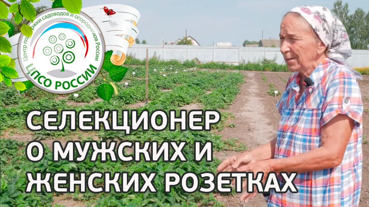 Селекционер о мужских и женских кустах клубники. Как определить стерильные сорта земляники.