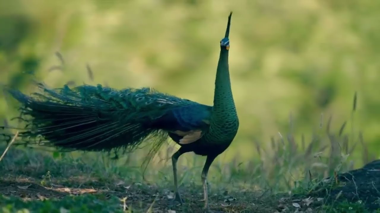Yunnan Green Peacock