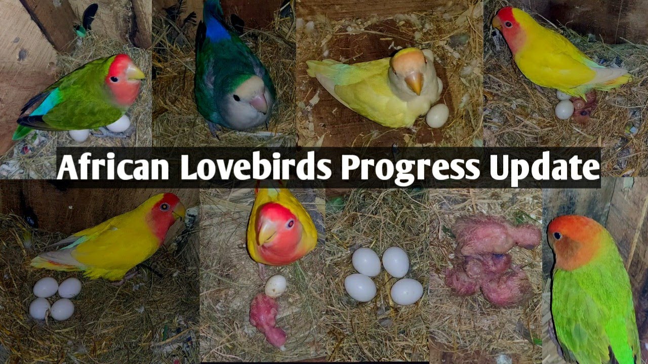 African Lovebirds ke Chicks nikalna Start hogye