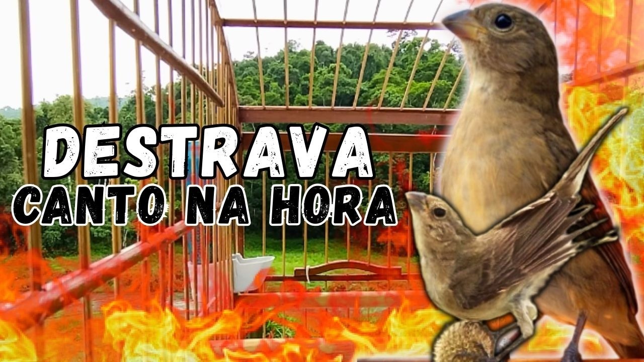 Melhor Piado de fêmea de papa capim para Foguear e Levantar Papa capim Piado de fêmea de papa-capim