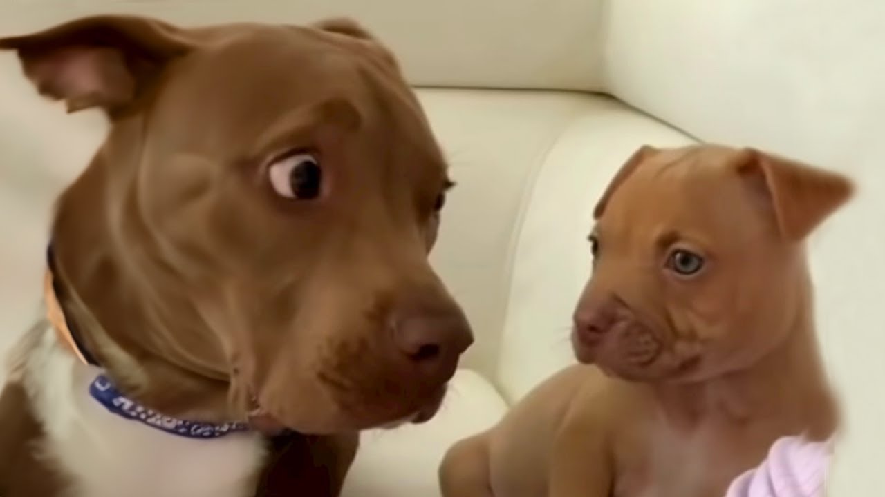 Who is this? | FUNNIEST videos with Pitbull dogs 🐶