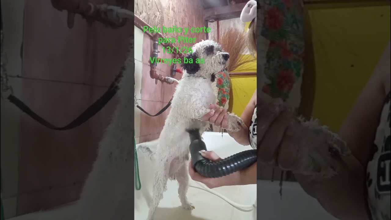 #pelucanina
