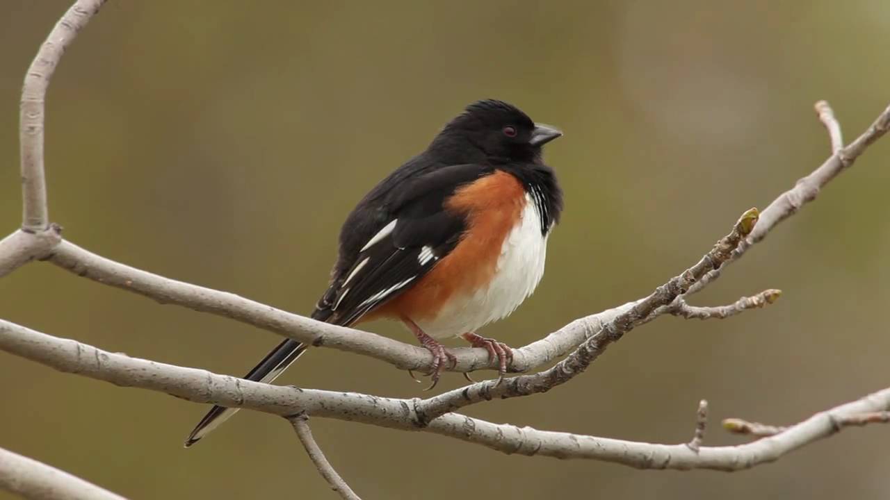 Eastern Towhee