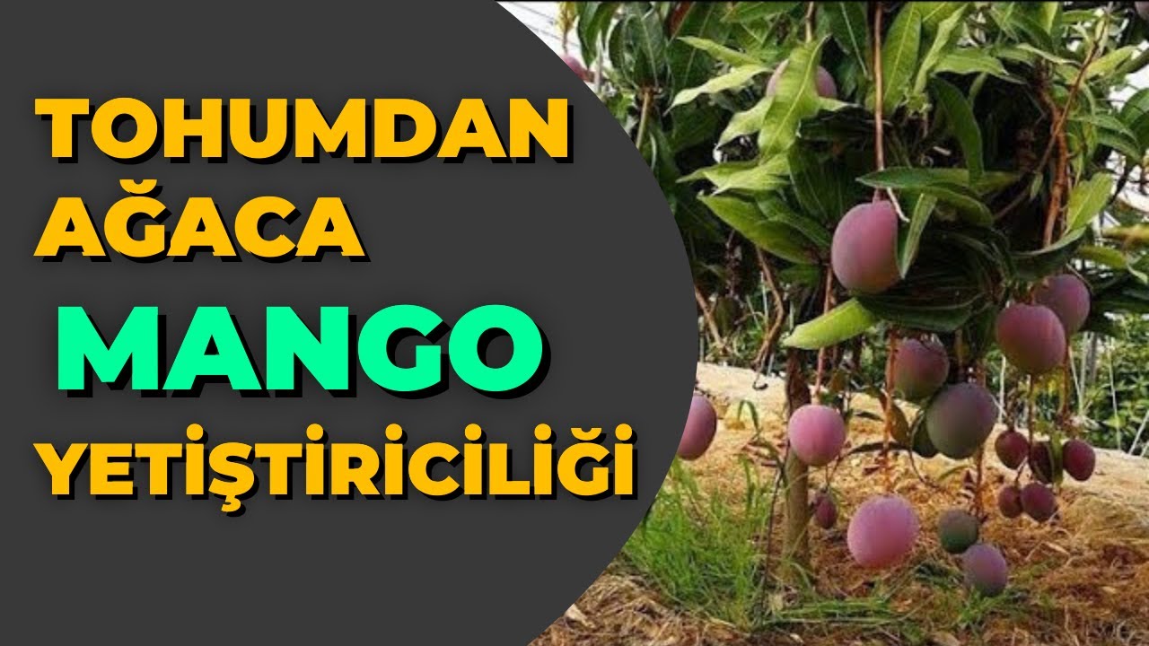 Tohumdan Ağaca #mango | Mango Fidan Yetiştiriciliği | Mango Tohumu Nasıl Çimlendirilir?