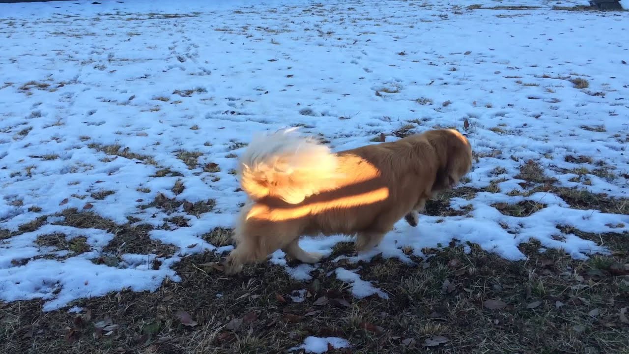 雪が降ったのでハロしゃちょうに遊んでもらいました