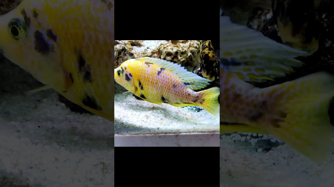 African Cichlid Fish Breeding Process Part 1