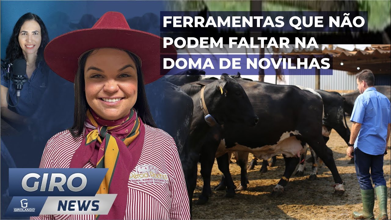 Do drone aos brinquedos: As ferramentas que não podem faltar na doma de novilhas - #Gironews99