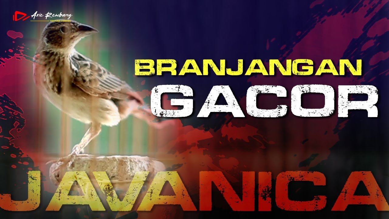BRANJANGAN JAVA GACOR NEMBAK NEMBAK