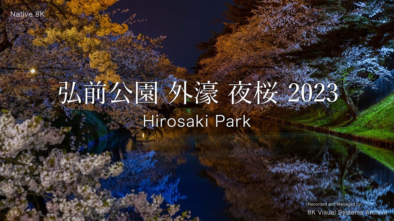 弘前公園 外濠 夜桜 2023｜Hirosaki Park Night Cherry Blossoms