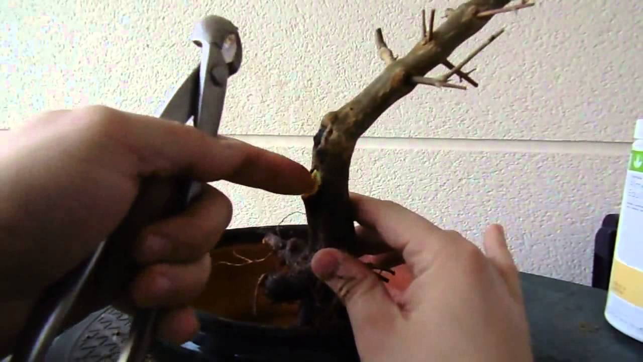 Plantado de 3 Granados nejikan