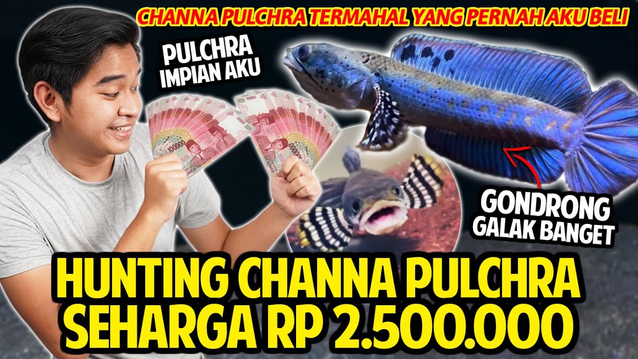 BOBOL TABUNGAN RP 2.500.000 BUAT BELI CHANNA PULCHRA TERBAIK AKU! GONDRONG DAN GALAK BANGET! CAKEP!