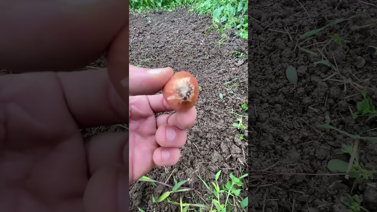 #potager #jardin #astuce #permaculture #nature #naturelovers #jardinage