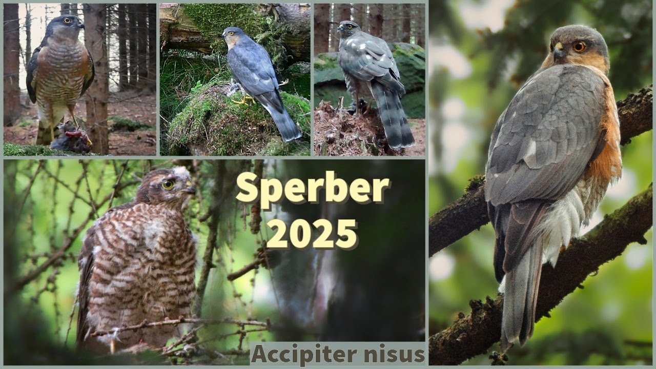 Sperber - Jahr 2025