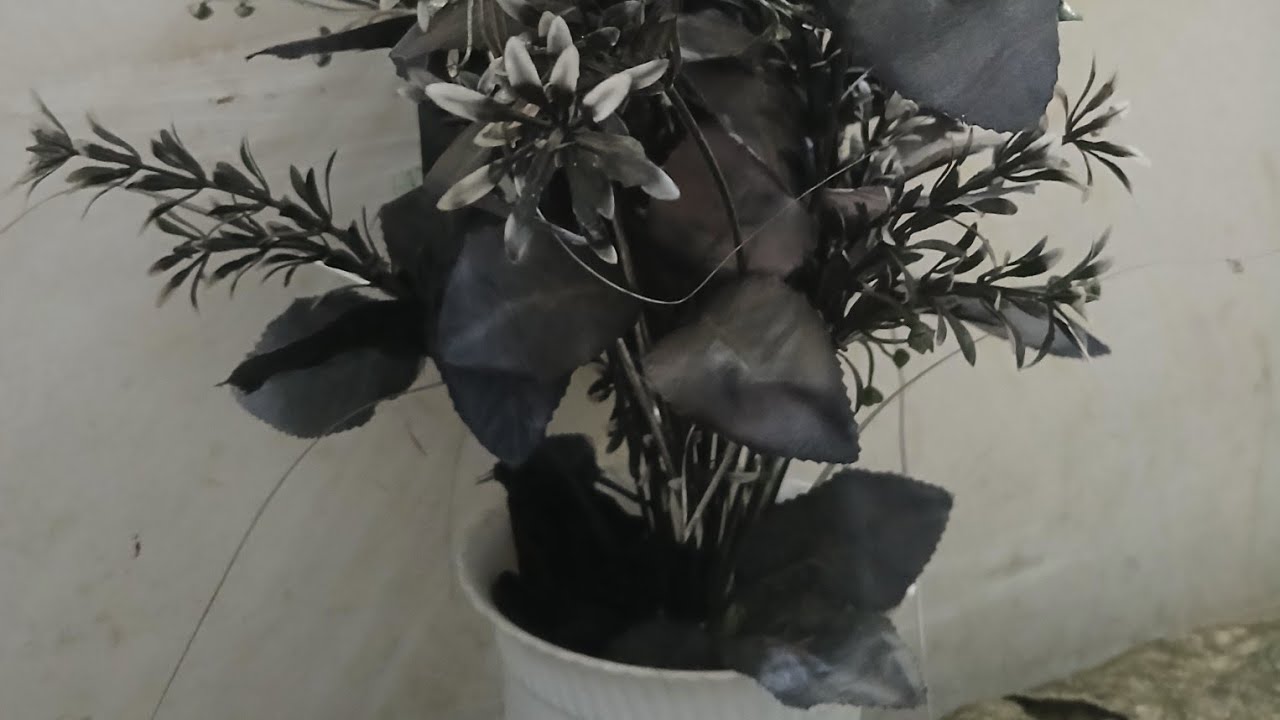 intjarmalik5905 is live