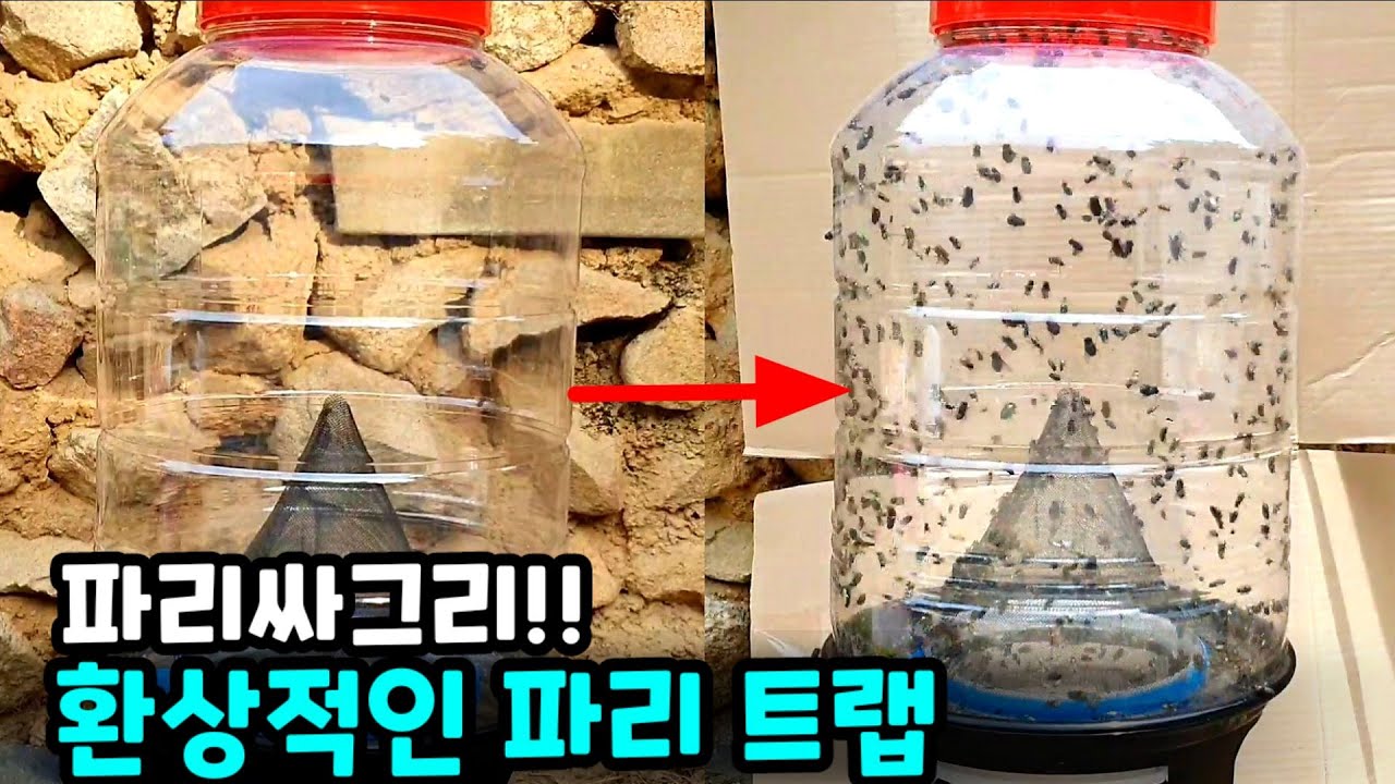 파리 트랩 끝판왕 등장!! 이 트랩 하나면 파리 싸그리 다 잡습니다