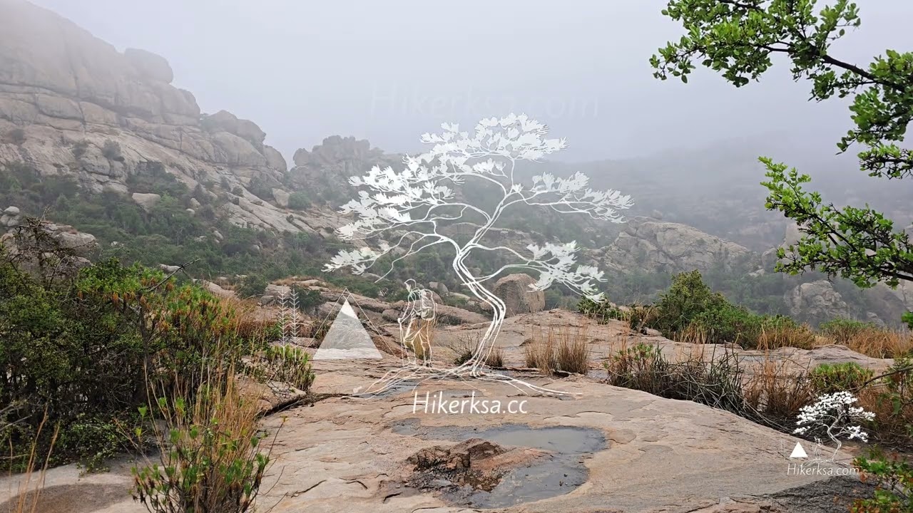Tanomah Fog 4K | ضباب وماء وأشجار بين جبال تنومة