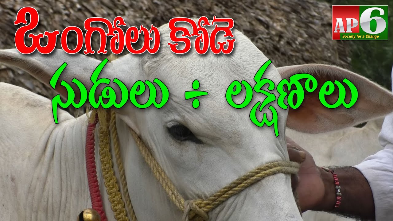 మేలిమి జాతి ఒంగోలు గిత్తలకు ఉండవలసిన లక్షణాలు ఇవే. ongole bulls | Ongole Gitta | Ongole Gittha | AP6