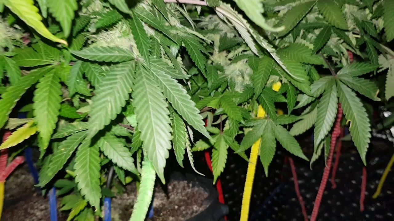 Agent Orange day 48 flower
