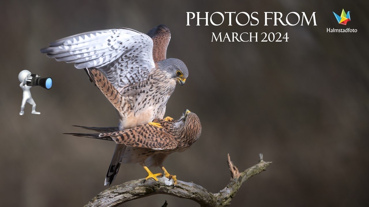 WILDLIFE PHOTOGRAPHY II Bird photography. Nikon Z9