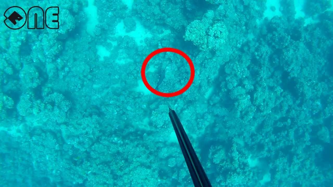 Spearfishing Jeddah - Don't Kill Najil in April & May