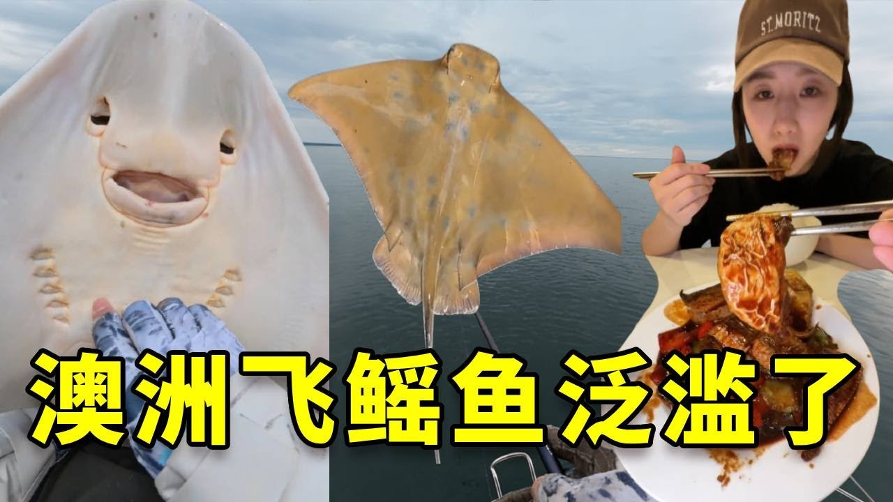 一个因为老外不会吃而泛滥的物种，竟然在澳大利亚泛滥成灾！我带女友赶往澳洲，品尝美味的飞鳐鱼！#金枪鱼 #澳大利亚 #蓝鳍金枪鱼 #大豪夫妇