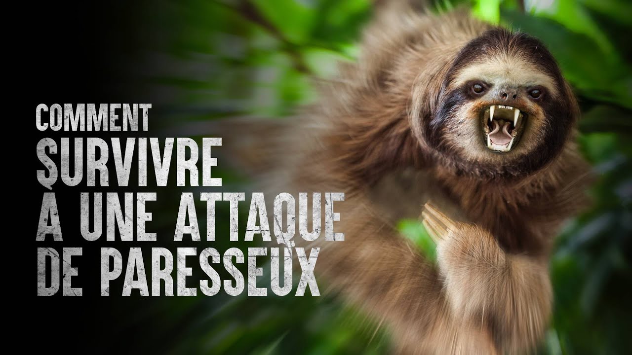 Comment survivre &agrave; une attaque de paresseux