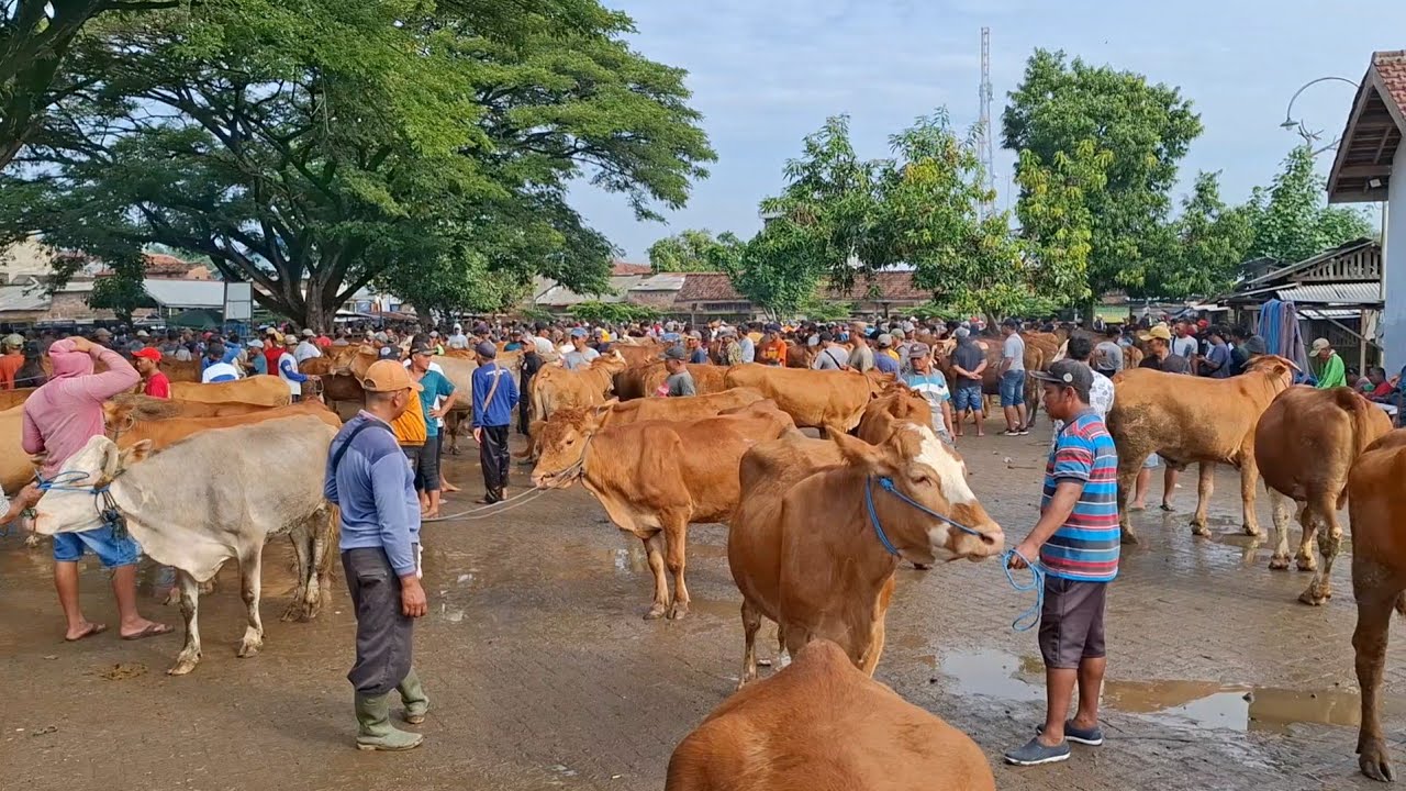 SAPI TANEN ADEM‼️PEMBELI SEPI HARGA SAPI BETINA TETEP STABIL || PASAR SAPI WARUJAYENG NGANJUK ||