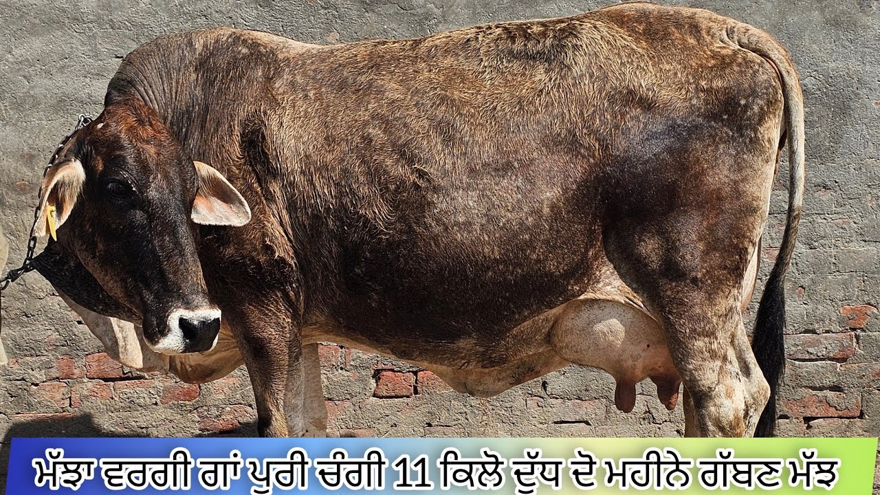 ਮੱਝਾ ਵਰਗੀ ਗਾਂ ਪੁਰੀ ਚੰਗੀ 11 ਕਿਲੋ ਦੁੱਧ ਦੋ ਮਹੀਨੇ ਗੱਬਣ ਮੱਝ ਮਿਤੀ-07-03-2025
