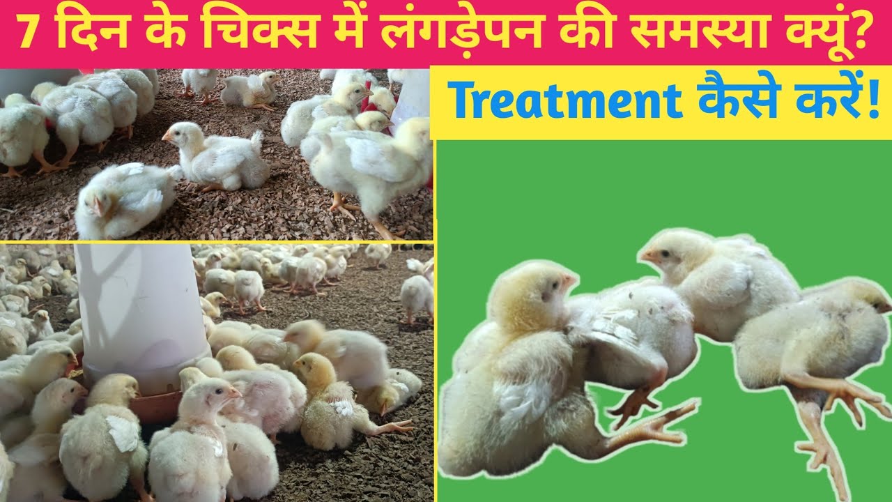 How To Treat Lamness In Poultry | Solution Of Lameness | Lameness Problems And Solutions