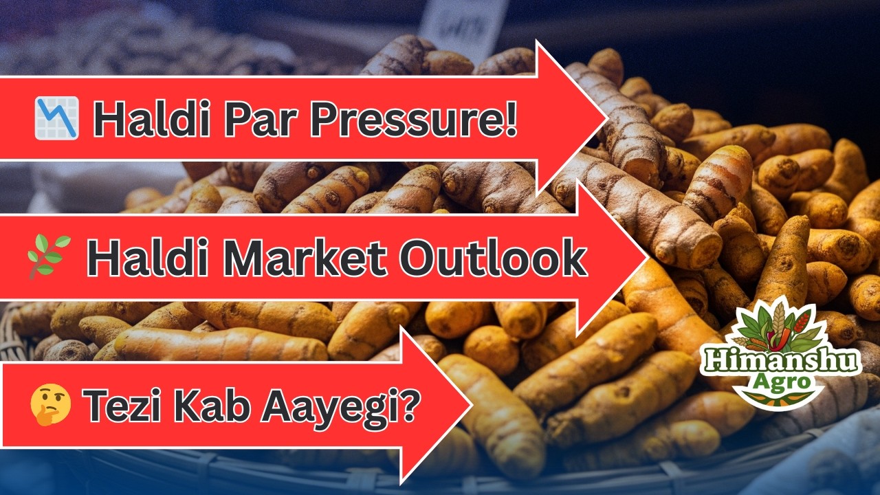 Haldi Bazaar Report 2026 | Nayi Aavak, Production Data & Price Outlook