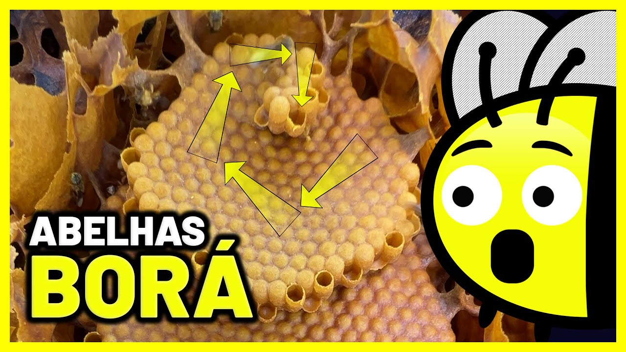 Como transferir um Enxame de Abelhas Borá para a caixa INPA
