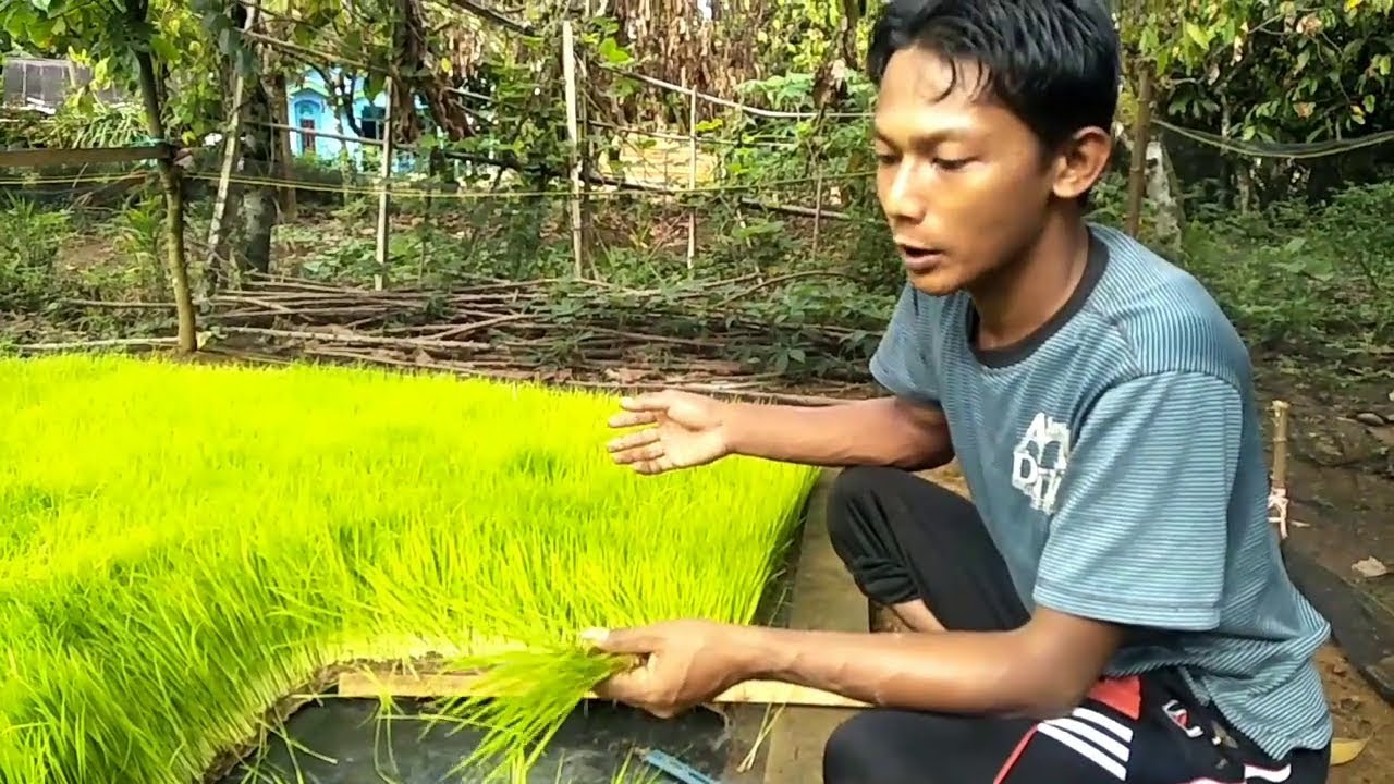 INILAH CARA CABUT BIBIT TANAMAN PADI BIAR HEMAT DAN CEPAT