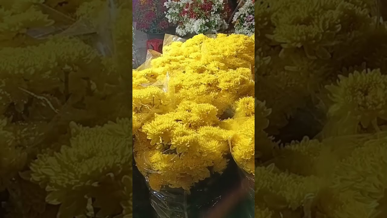 PhatBenTre đang phát trực tiếp!