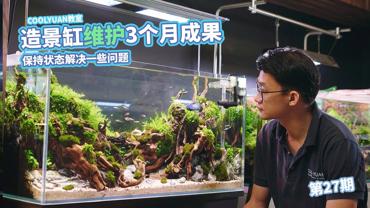 造景缸维护3个月成果ep27