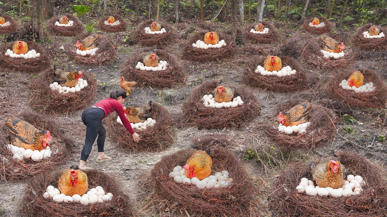 Using Dry Grass to Make Chicken Nest Boxes – Harvesting Lots of Chicken & Duck Eggs to Sell