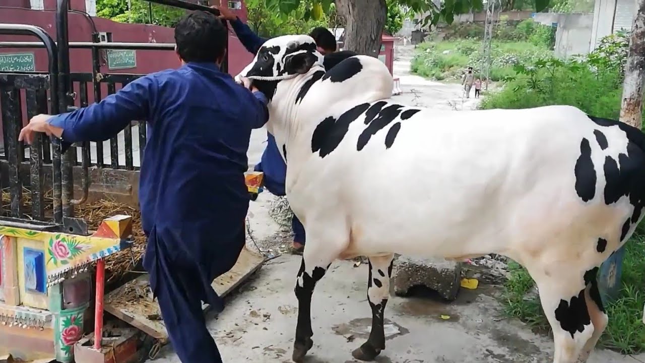 Fatehjangi bull unloading qurbani part 1 (2021)